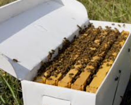 5 Frame Nucleus Colonies
